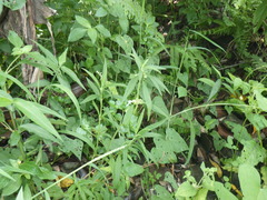 Leucas lavandulifolia