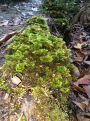 Mniodendron comosum
