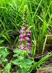 Teucrium argutum