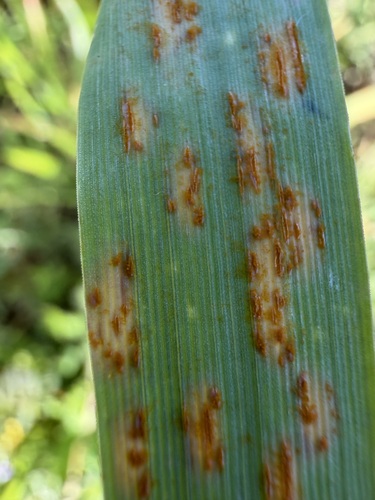 iNaturalist observation photo of Pucciniaceae