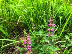 Teucrium argutum