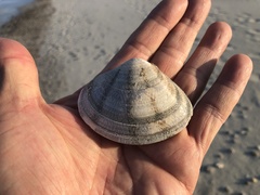 Macridiscus aequilatera