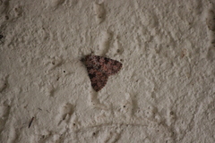 Eurythmus bryophiloides