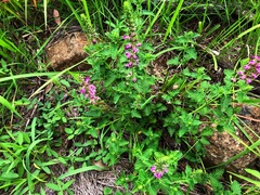 Teucrium argutum