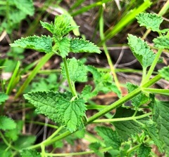 Teucrium argutum