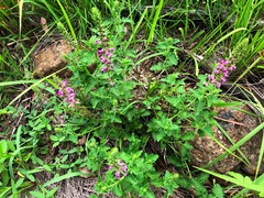 Teucrium argutum