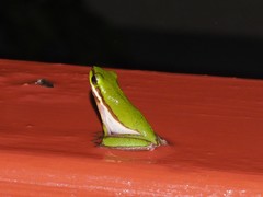 Litoria fallax