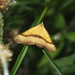 Anachloris subochraria - Photo (c) Pat Enright,  זכויות יוצרים חלקיות (CC BY-NC), הועלה על ידי Pat Enright