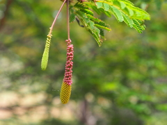 Dichrostachys cinerea
