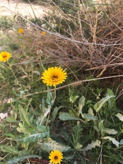 Reichardia tingitana