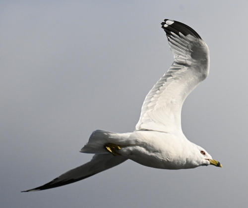 Ring-billed Gull