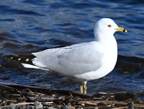 Ring-billed Gull