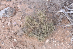 Atriplex julacea