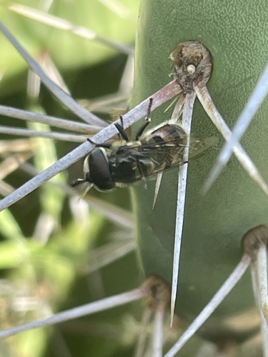 Unknown species found near Oceanridge Dr, Huntington Beach, CA, US