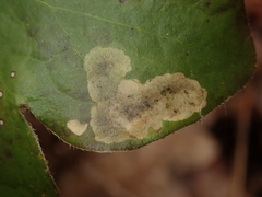 Phytomyza abdominalis