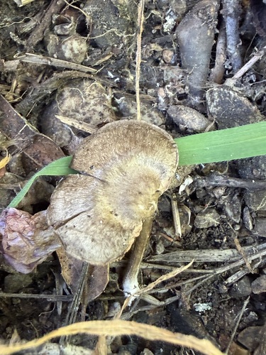 iNaturalist observation photo of Cortinarius ohlone