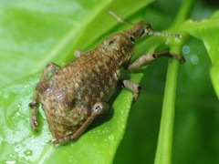 Leptopius nodicollis