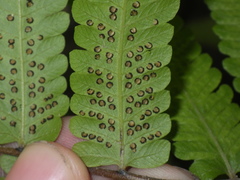 Christella subpubescens