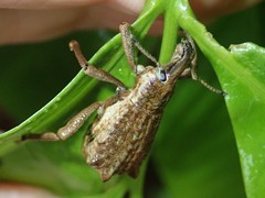 Leptopius nodicollis