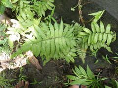 Christella subpubescens