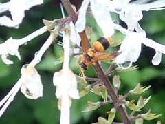 Anterhynchium nigrocinctum