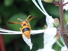 Anterhynchium nigrocinctum