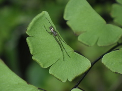 Tylorida ventralis