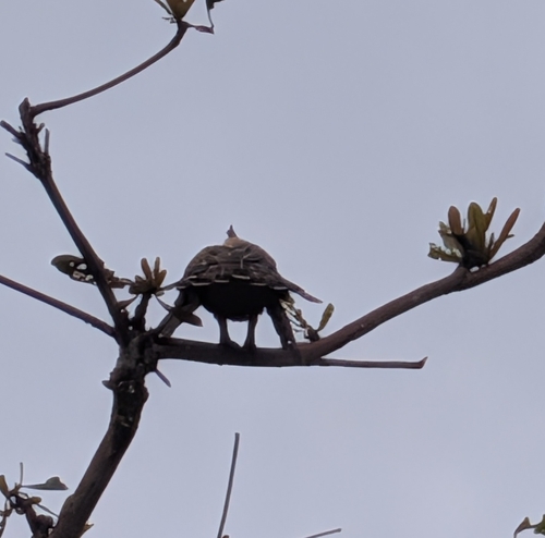 Wallace's Hawk-Eagle (Nisaetus nanus)