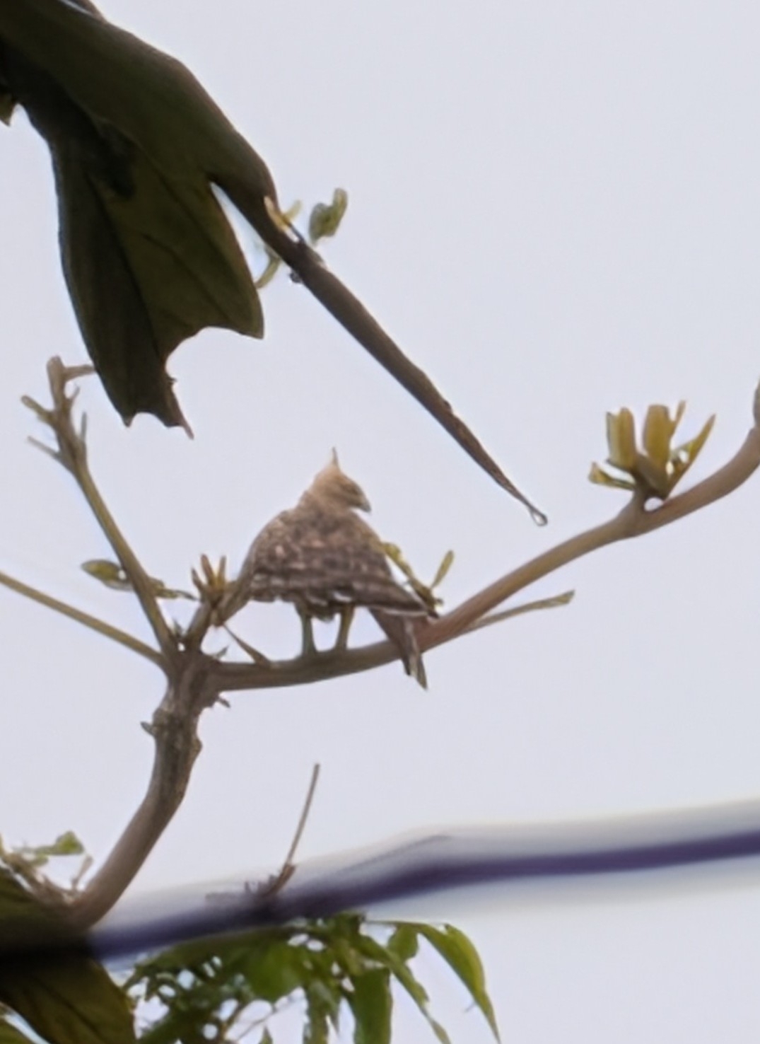 Wallace's Hawk-Eagle (Nisaetus nanus), photo 2