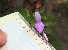Hypoestes purpurea