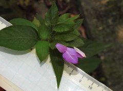 Hypoestes purpurea