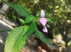 Hypoestes purpurea