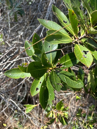 Loblolly bay (Gordonia lasianthus)