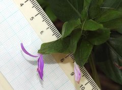 Hypoestes purpurea
