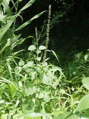 Coleus monostachyus