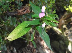 Hypoestes purpurea