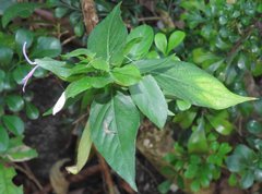 Hypoestes purpurea