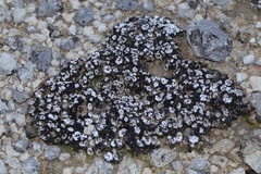 Psora crenata