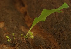 Meyna laxiflora
