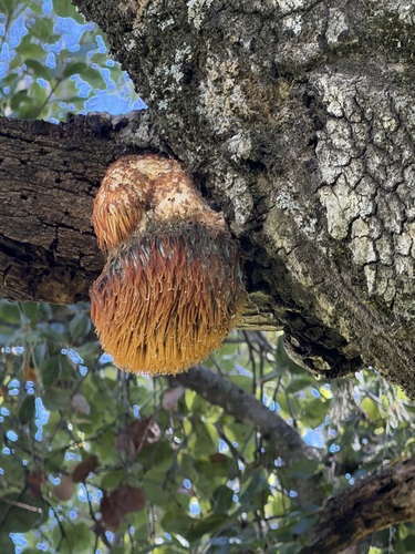 iNaturalist observation photo of lion's-mane mushroom