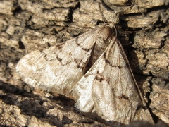 Agriopis dira
