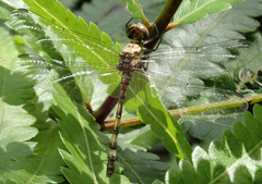 Notiothemis jonesi