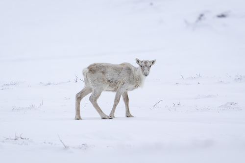 Caribou observed by alexws