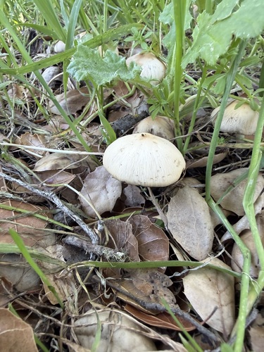 iNaturalist observation photo of Common Gilled Mushrooms and Allies