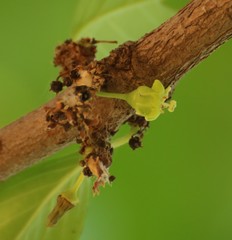 Meyna laxiflora