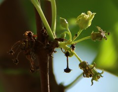 Meyna laxiflora