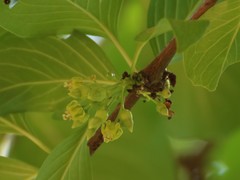 Meyna laxiflora