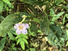 Asystasia gangetica gangetica