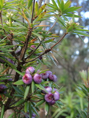 Cyathodes glauca