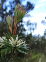 Cyathodes glauca